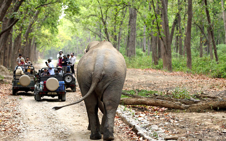 Jeep Safari - Maravakandy Dam - Mudumalai Wildlife Sanctuary - Masinagudi Jungle Stay - Moyar River - Theppakadu Elephant Camp.