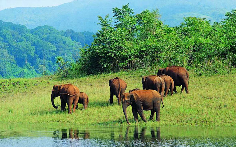 Periyar National Park - Elephant Camp Thekkady - Mullaperiyar Dam.